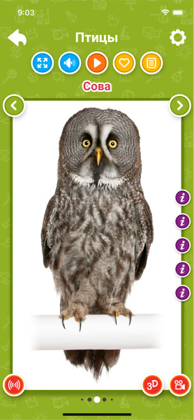 Птицы для детей