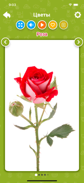 Цветы для детей